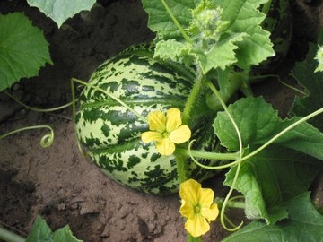 Cantaloupe cover art