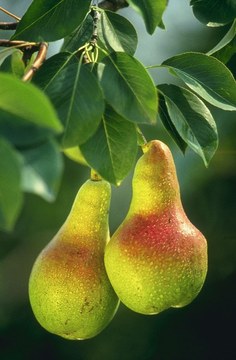 Pear cover art