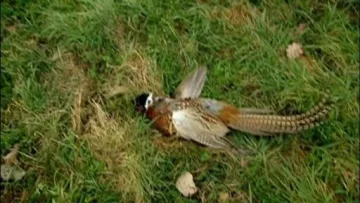 Sophie's Parents cover art