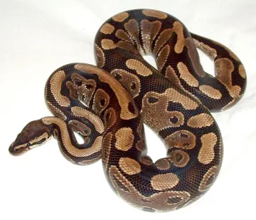 Ball Python cover art