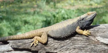 Bearded Dragon cover art