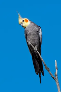 Cockatiel cover art