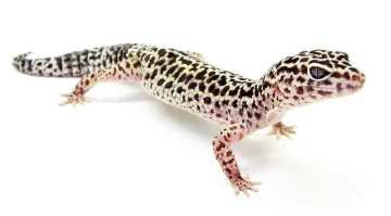 Leopard Gecko cover art