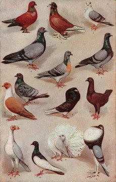 Pigeon cover art