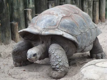 Tortoise cover art