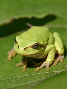 Tree Frog cover art