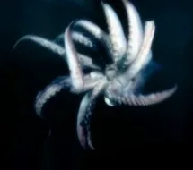 Despair Squid cover art