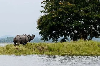 Kaziranga National Park cover art