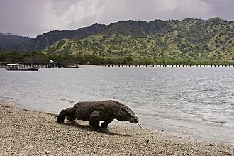 Komodo National Park cover art